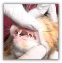 Dental Diagnostics Program - 3 course bundle (for Veterinarians)