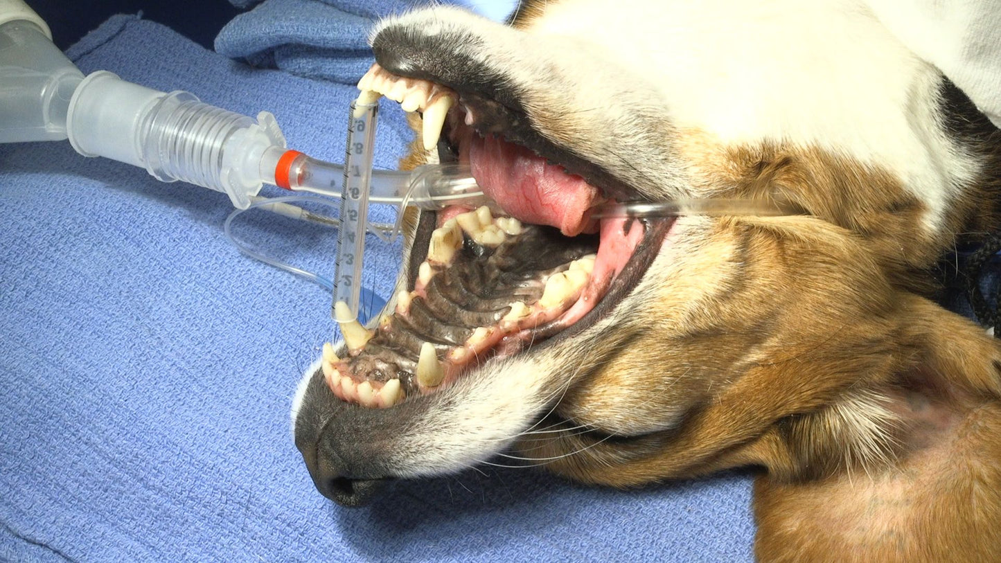 Oral Examination and Periodontal Charting in the Anesthetized Dog and Cat (for Veterinarians)