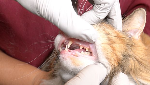 Conscious Oral Exam of the Dog and Cat: Examination, Clinical Anatomy, and Pathology (for Veterinarians)
