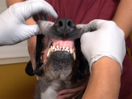 Conscious Oral Exam of the Dog and Cat: Examination, Clinical Anatomy and Pathology (for Technicians, Nurses, Students)